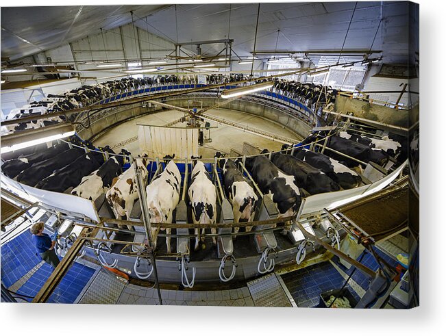 Dairy Factory Acrylic Print featuring the photograph Cow Farm by Thomas Trutschel