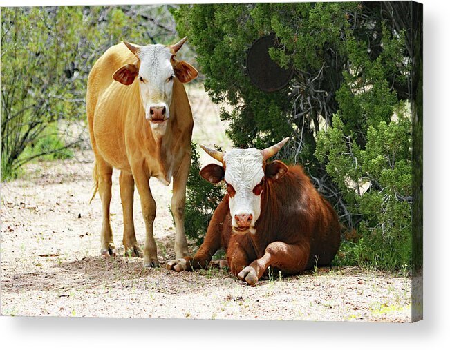 Cowbuddies In The Shade Acrylic Print featuring the digital art Cowbuddies In The Shade by Tom Janca