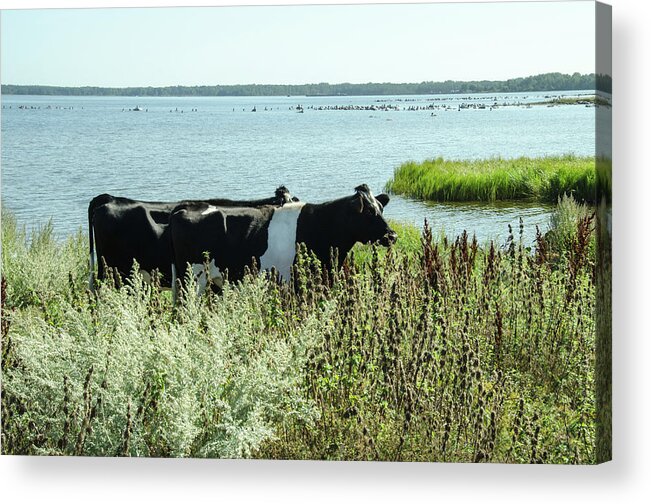 Cows Acrylic Print featuring the photograph Cows at the beach by Elaine Berger