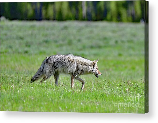 Coyote Acrylic Print featuring the photograph Coyote on a Stroll by Amazing Action Photo Video