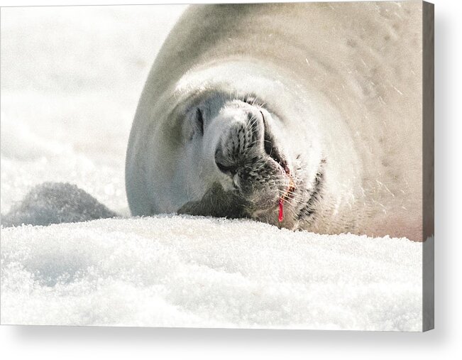 04feb20 Acrylic Print featuring the photograph Crabeater Seal Frozen Drool Pile Macro by Jeff at JSJ Photography