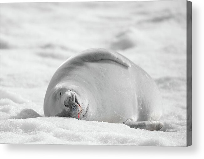 04feb20 Acrylic Print featuring the photograph Crabeater Seal Frozen Drool Pile BW-SC by Jeff at JSJ Photography