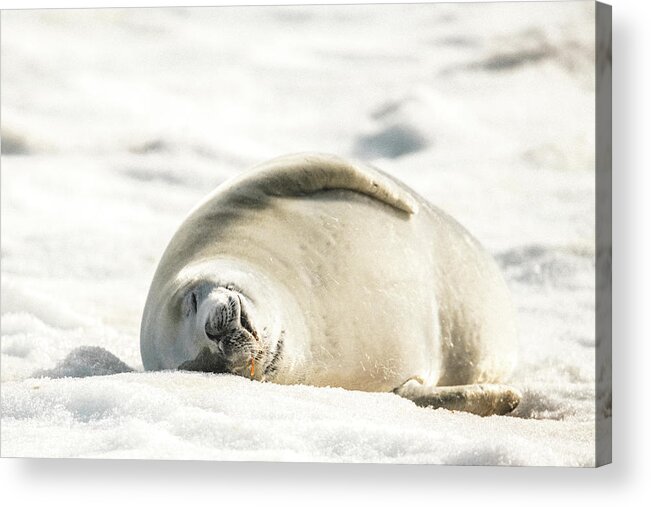 04feb20 Acrylic Print featuring the photograph Crabeater Seal Frozen Drool Pile Raw Color by Jeff at JSJ Photography