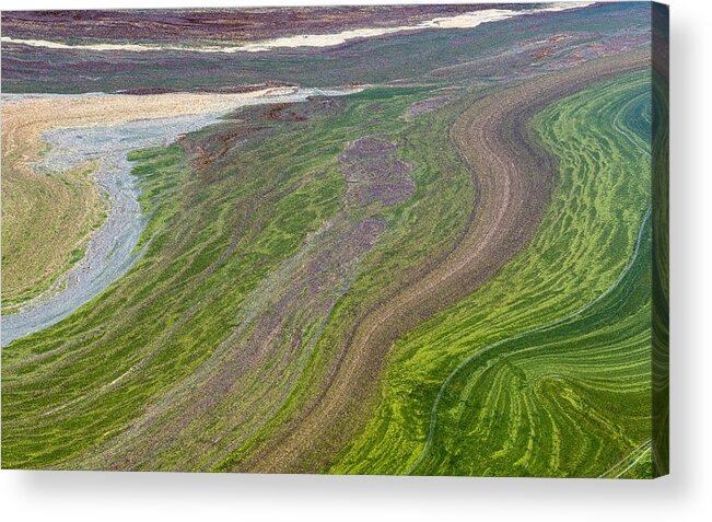 Natural Pattern Acrylic Print featuring the photograph Crazy beautiful Green Algae bloom  by Alessandra RC