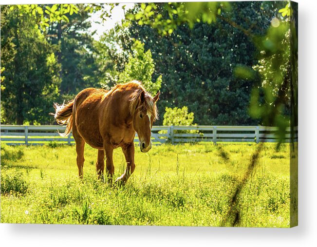 The Rockefellers' Bassett Hall Acrylic Print featuring the photograph Cream Draft Horse in May by Rachel Morrison