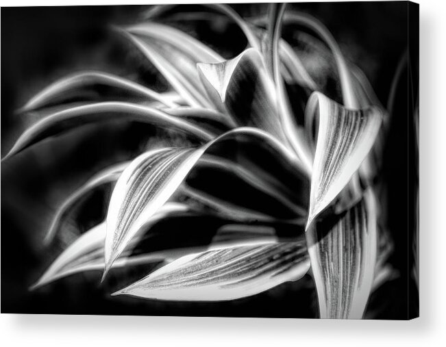Black Acrylic Print featuring the photograph Creative Botanicals Black and White by Debra and Dave Vanderlaan