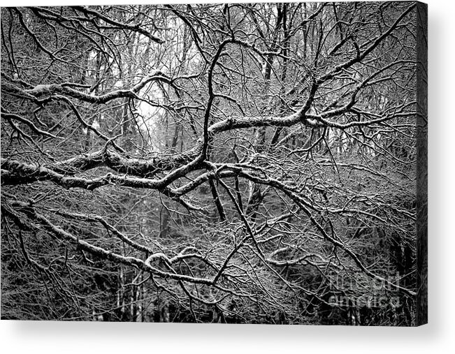 Branch Acrylic Print featuring the photograph Crisp Branches by Daniel M Walsh