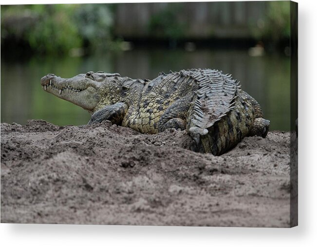 Crocodile Acrylic Print featuring the photograph Crocodile by Carolyn Hutchins