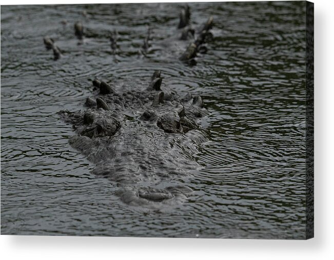 Crocodile Acrylic Print featuring the photograph Crocodile in Rain by Carolyn Hutchins