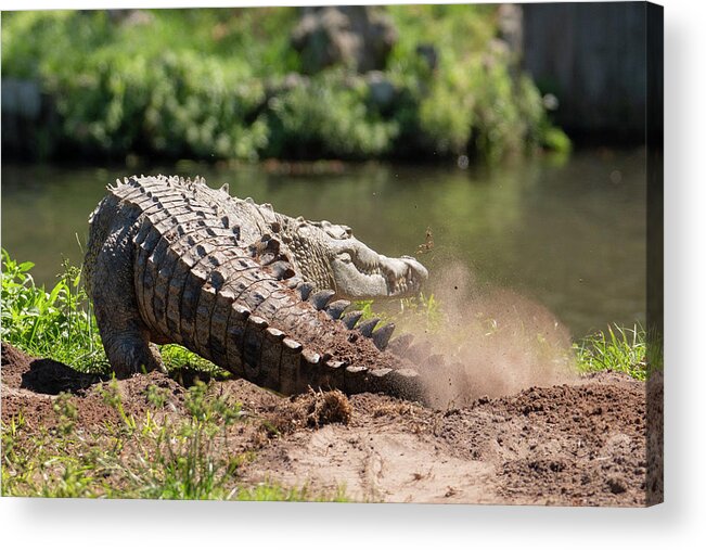 Crocodile Acrylic Print featuring the photograph Crocodile Kicking Up Dust by Carolyn Hutchins