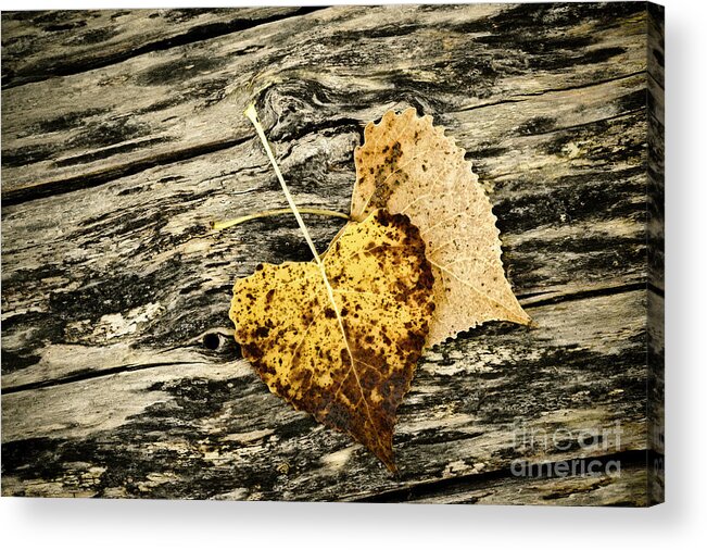 Fall Acrylic Print featuring the photograph Crossed Paths LE8923 by Mark Graf