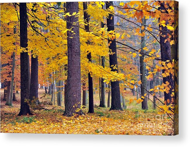 Autumn Acrylic Print featuring the photograph Diagonal by Terri Gostola