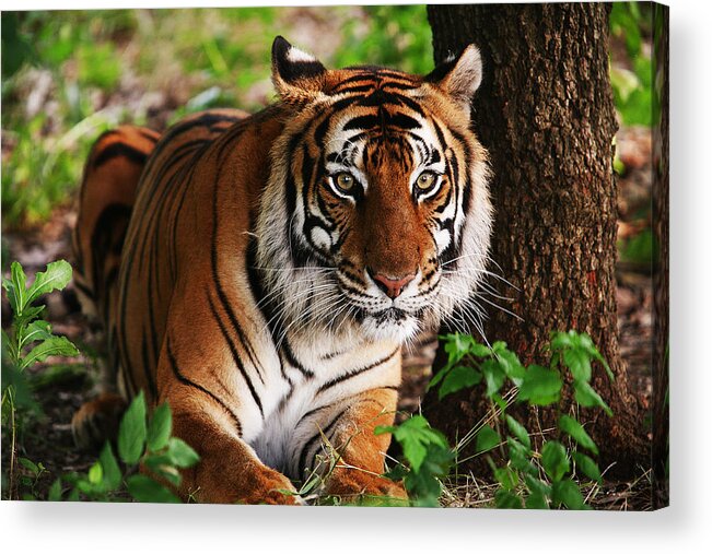 Tiger Acrylic Print featuring the digital art Crouching Tiger by Brad Barton