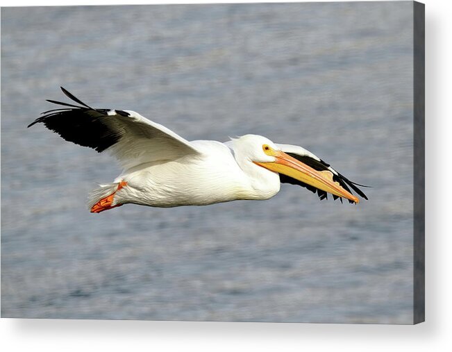 Pelicans Acrylic Print featuring the photograph Cruising Along by Lens Art Photography By Larry Trager