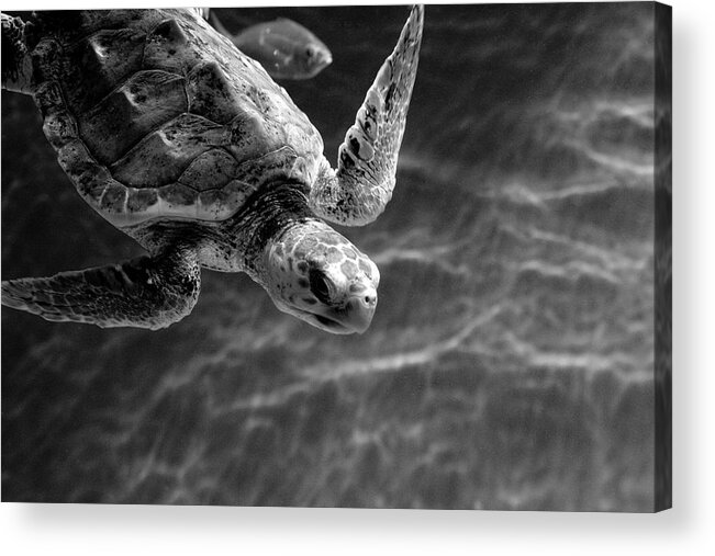 Turtle Acrylic Print featuring the photograph Cruising by Gina Cinardo