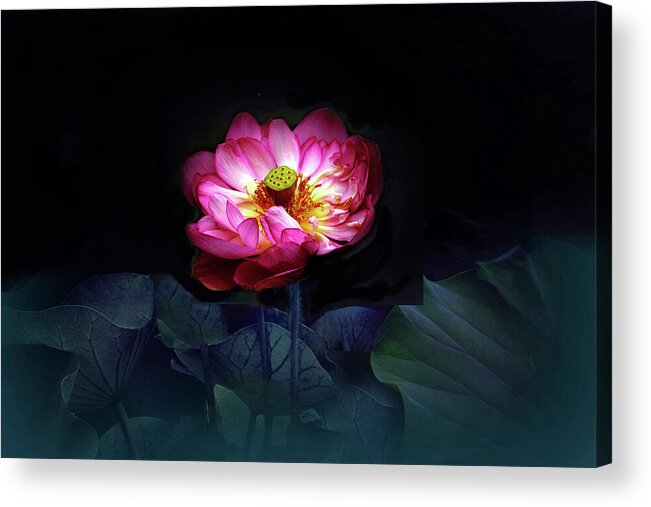 Lotus Acrylic Print featuring the photograph Lotus in Moonlight by Jessica Jenney