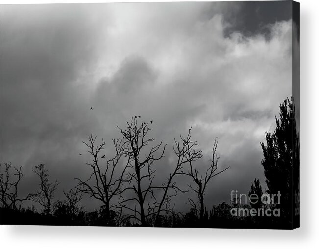 Trees Acrylic Print featuring the photograph Currawongs 2 by Elaine Teague