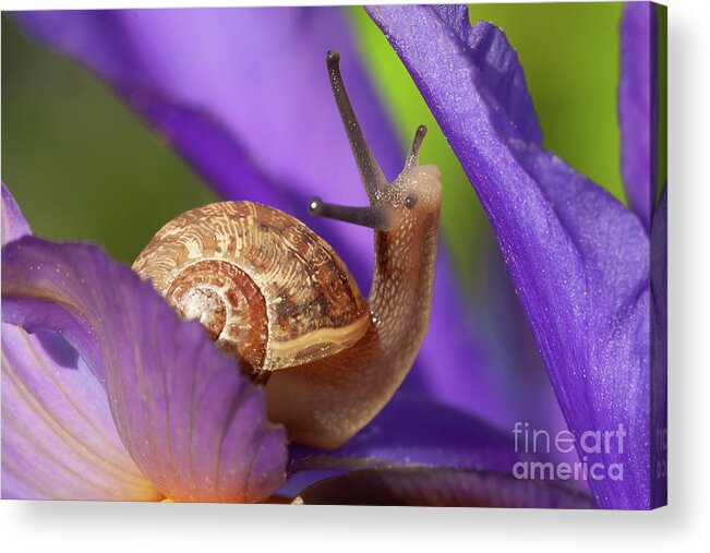 Snail Acrylic Print featuring the photograph Cute garden snail on purple flower by Simon Bratt