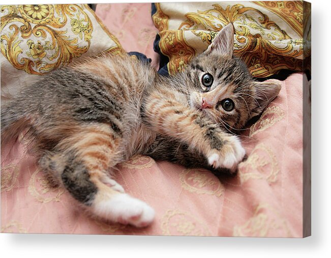Pets Acrylic Print featuring the photograph Cute Kitty 2 by Masha Batkova