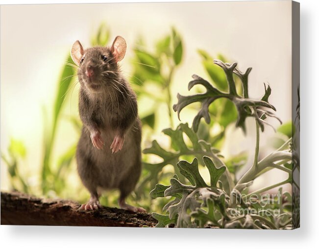 Rat Acrylic Print featuring the photograph Cute Rat in the Garden by Naomi Maya