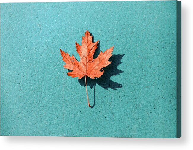 Autumn Acrylic Print featuring the photograph Cyan Autumn by Scott Norris