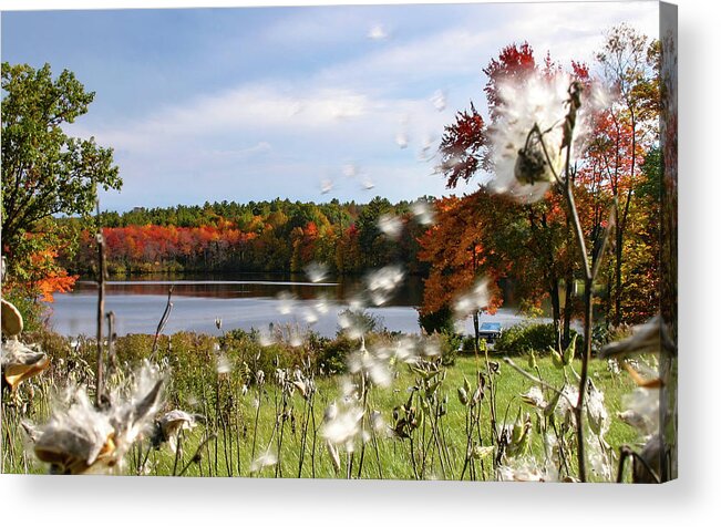 Cat Tails Acrylic Print featuring the photograph Cycle of Life on an Autumn Wind by Jeff Folger