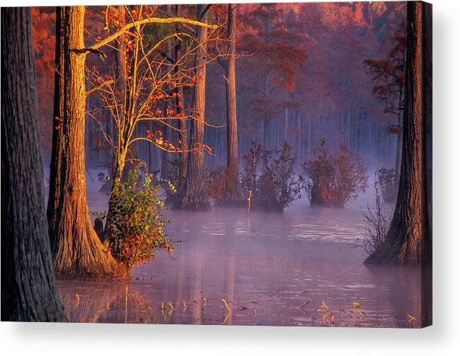 Cypress Pond Acrylic Print featuring the photograph Cypress Morning by Jim Dollar