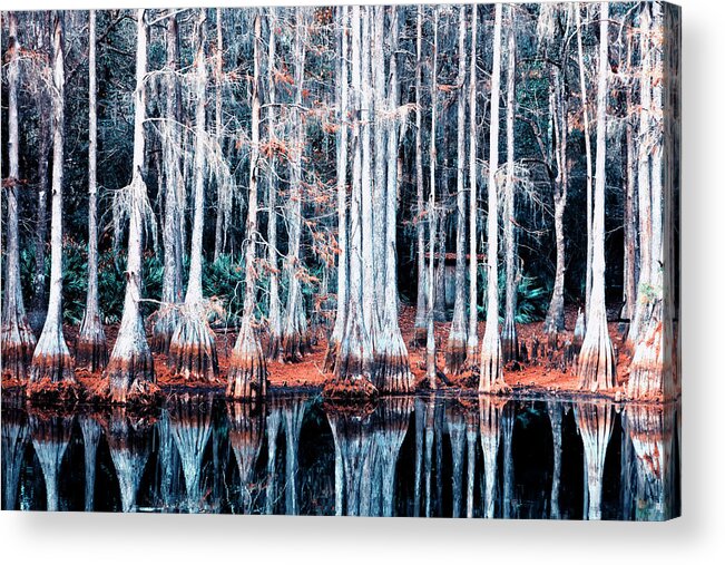 Swamp Acrylic Print featuring the photograph Cypress Swamp by Mango Art