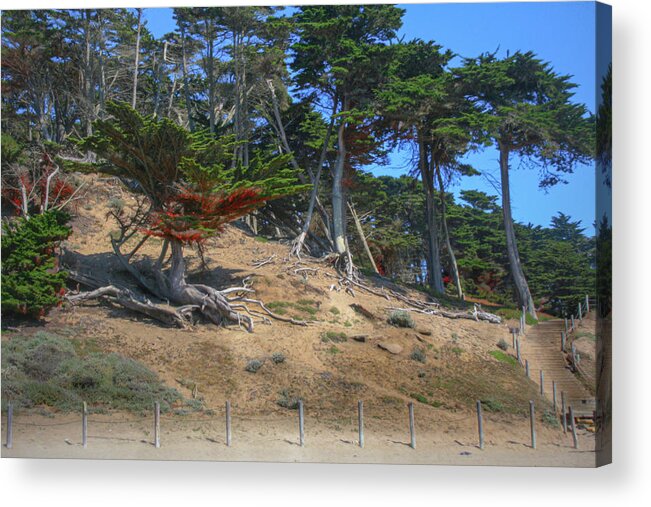 Cypress Acrylic Print featuring the photograph Cypress Trees by Sally Bauer