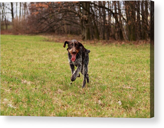 Bohemian Wire Acrylic Print featuring the photograph Czech pointer enjoys her freedom in wild nature after leaves the yard. Hunting dog with funny expression in meadow. by Vaclav Sonnek