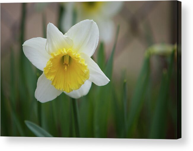 Daffodil Acrylic Print featuring the photograph Daffodil_5985 by Rocco Leone