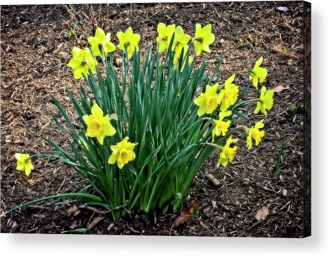 Daffodils Acrylic Print featuring the photograph Daffodils At Downs Pk by Brian Wallace