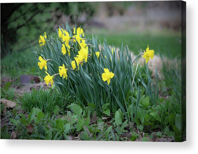 Cades Cove Acrylic Print featuring the photograph Daffodils by Nunweiler Photography
