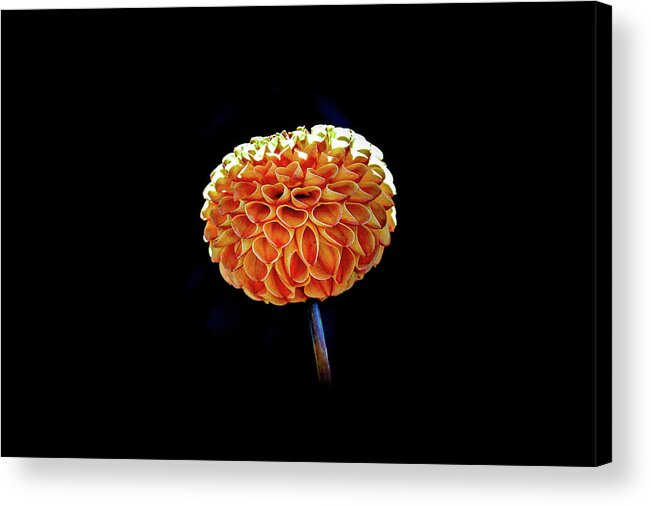 Flower Acrylic Print featuring the photograph Dahlia by Anamar Pictures