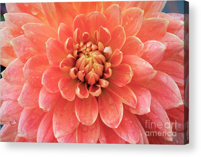 Kmaphoto Acrylic Print featuring the photograph Dahlia Beauty by Kristine Anderson