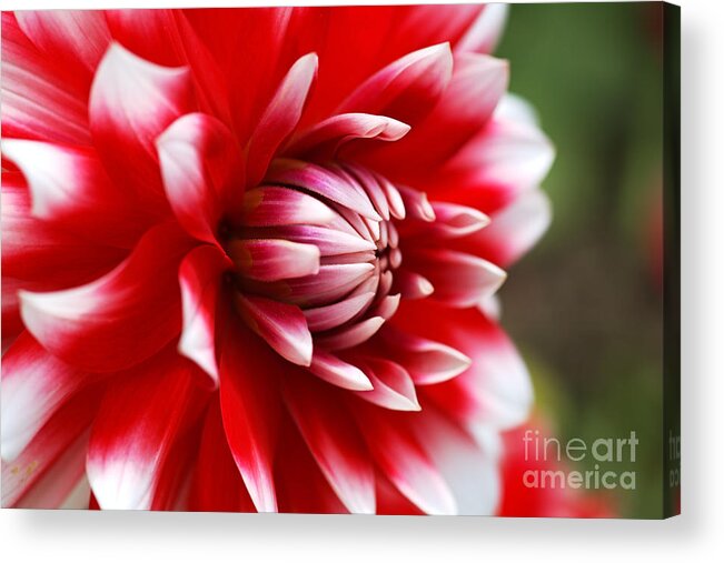 Fire And Ice Acrylic Print featuring the photograph Dahlia Red With White Flower by Joy Watson