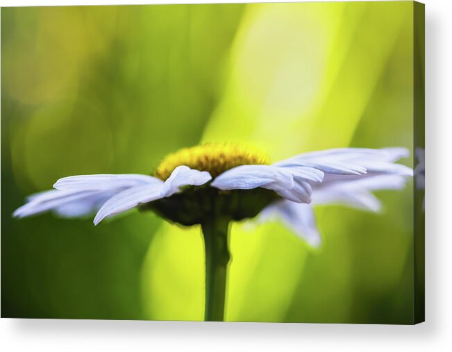 Flower Acrylic Print featuring the photograph Daisy Crown by Laura Roberts