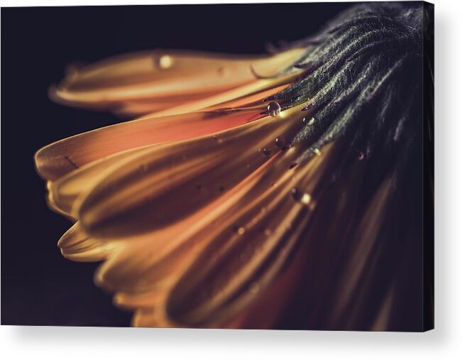 Water Droplet Acrylic Print featuring the photograph Daisy Drops by Ada Weyland