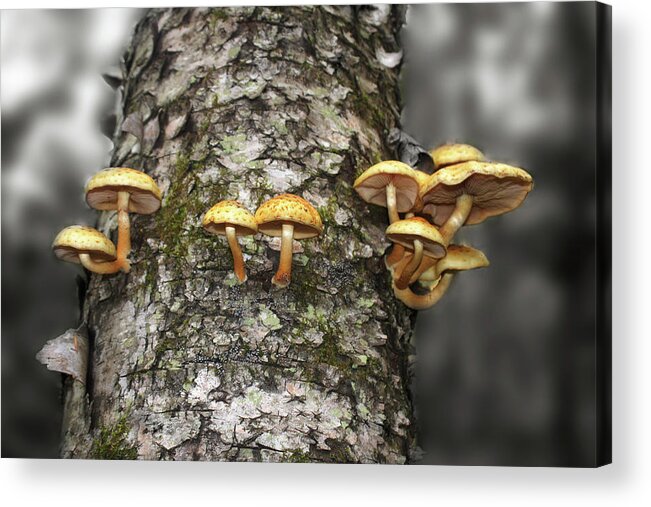 Fungi Acrylic Print featuring the photograph Dance Around the Ancient Birch by Wayne King