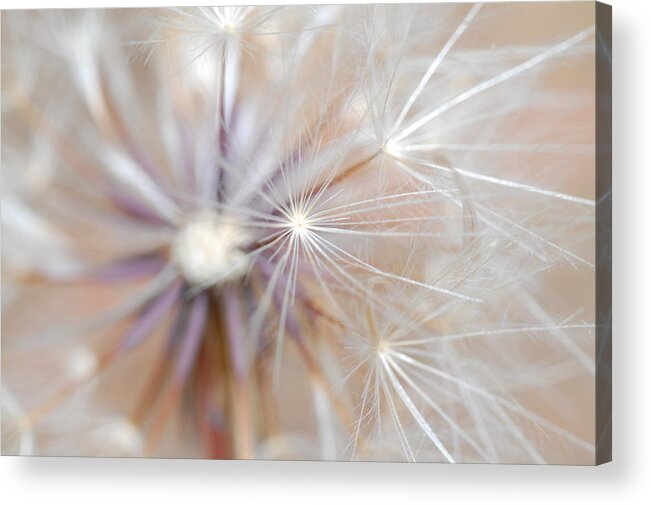 Nature Acrylic Print featuring the photograph Dandelion 2 by Amy Fose