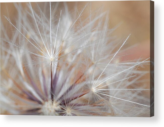 Nature Acrylic Print featuring the photograph Dandelion 3 by Amy Fose