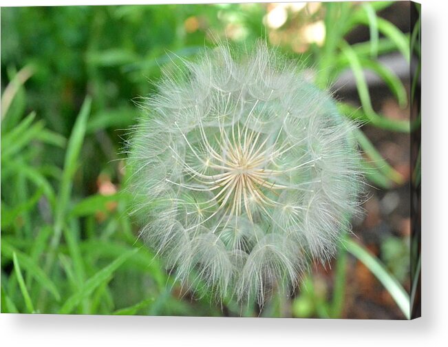 Nature Acrylic Print featuring the photograph Dandelion 4 by Amy Fose