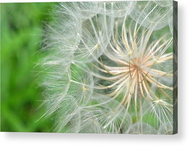 Nature Acrylic Print featuring the photograph Dandelion 5 by Amy Fose