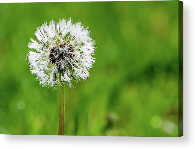 Spring Acrylic Print featuring the photograph Dandelion after the Rain by Rebecca Higgins