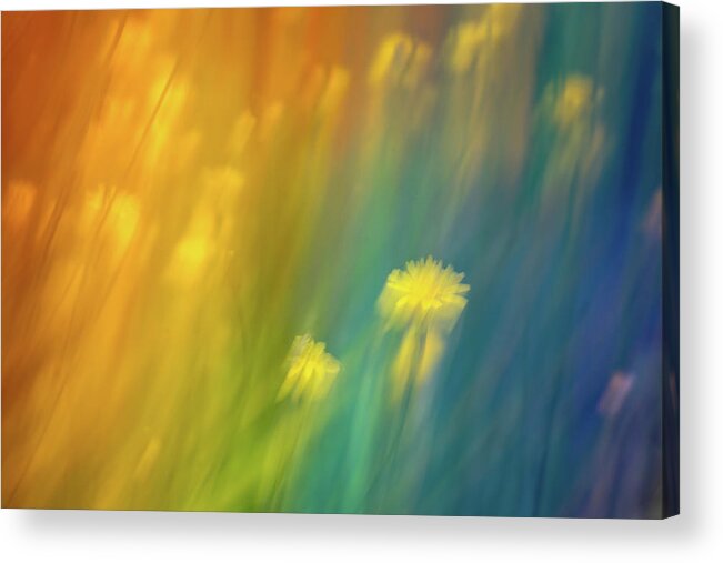 Pride Acrylic Print featuring the photograph Dandelions in a Rainbow by Ada Weyland