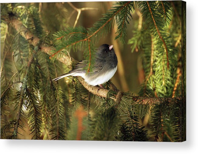 Junco Acrylic Print featuring the photograph Dark-eyed Junco by Laurie Lago Rispoli