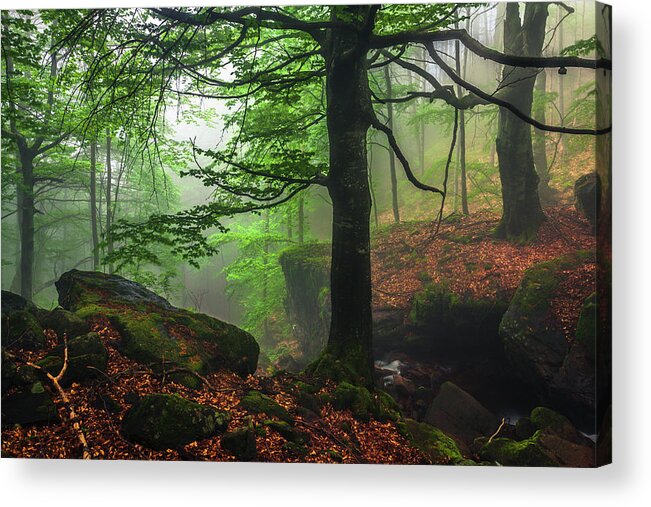 Fog Acrylic Print featuring the photograph Dark Forest by Evgeni Dinev