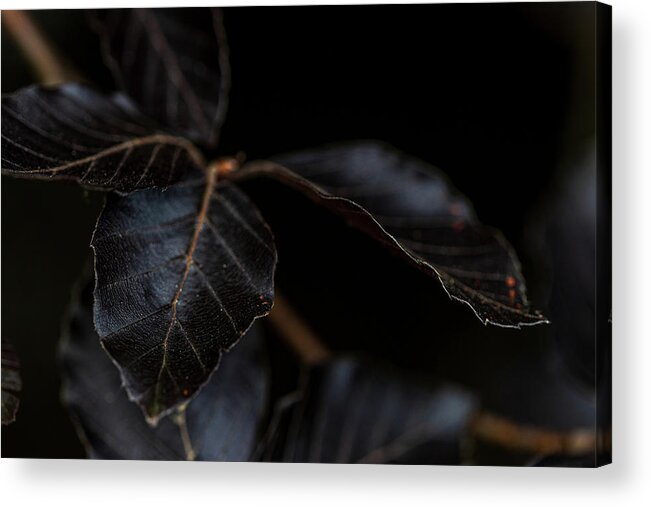 Leaves Acrylic Print featuring the photograph Dark Leaves by Amelia Pearn