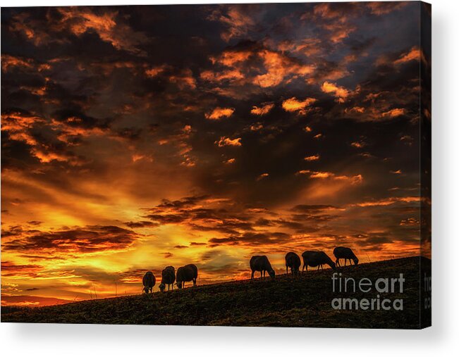 Grazing Acrylic Print featuring the photograph Dawn of a February Morning by Thomas R Fletcher