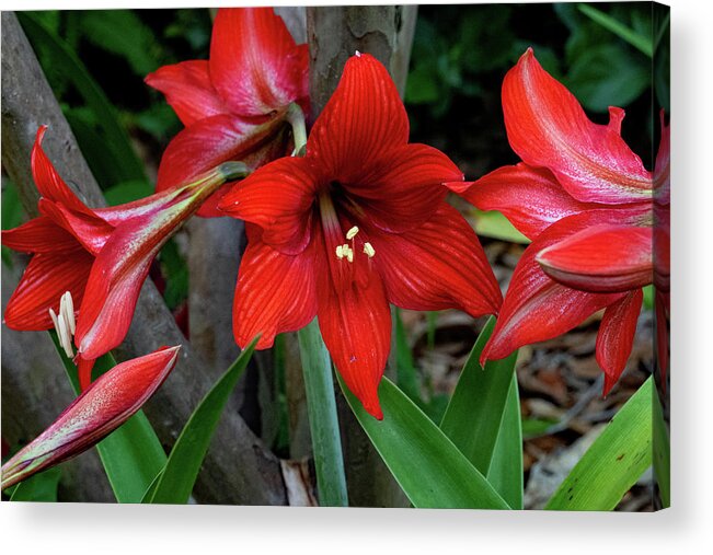 Lily Acrylic Print featuring the photograph Day Lilies in Groups by Margaret Zabor
